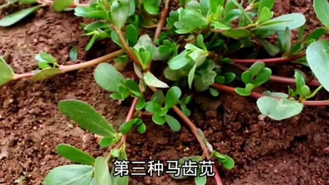 农村野菜,你了解多少呢?评论区留言