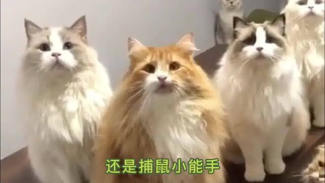 寿命较长的7种猫咪