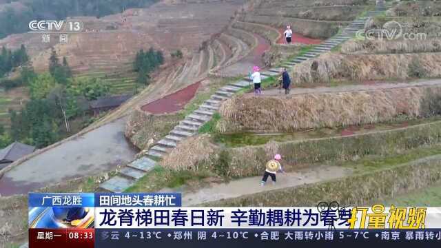 广西龙胜:龙脊梯田春日新,辛勤耦耕为春芽