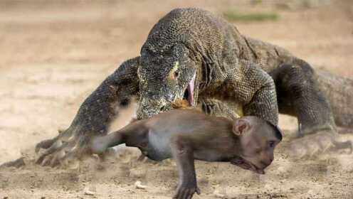 我的天啊！科莫多巨蜥攻击并吃掉活着的猴子，动物生存本能！