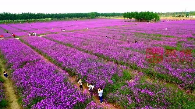 桃花谷、空中草莓、十里花海,这是夏邑一个令人心动的地方!