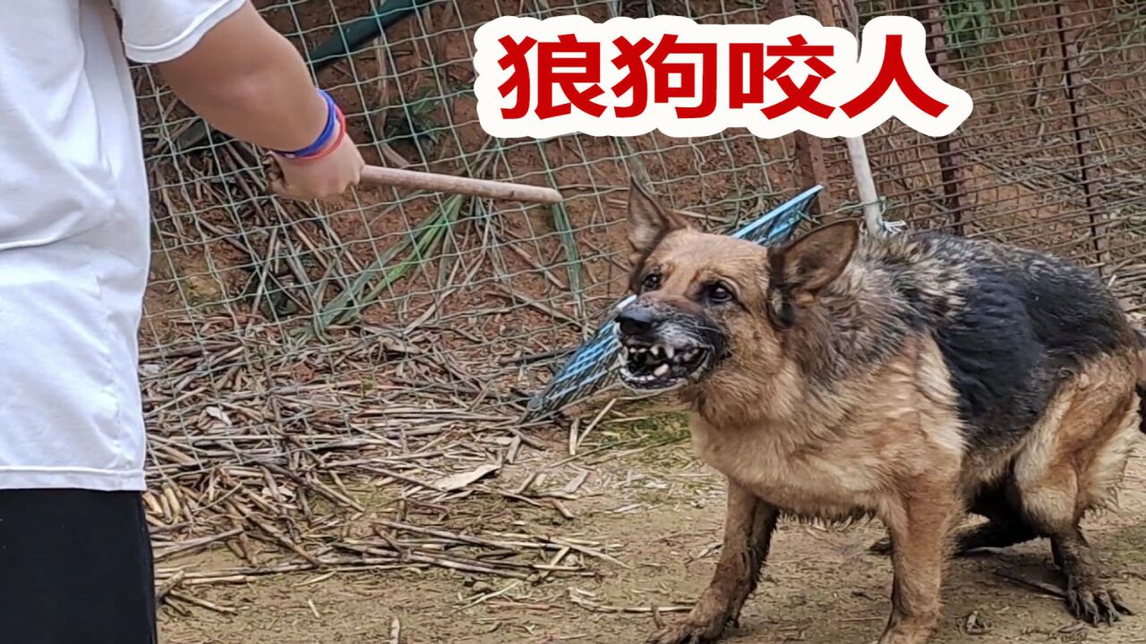 面对陌生人的攻击,德牧暴怒进攻咬人,猛犬发怒势不可挡