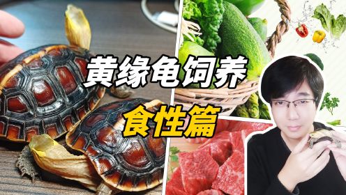 黄缘龟专题（二）饮食与习性，吃龟粮还是吃生鲜?