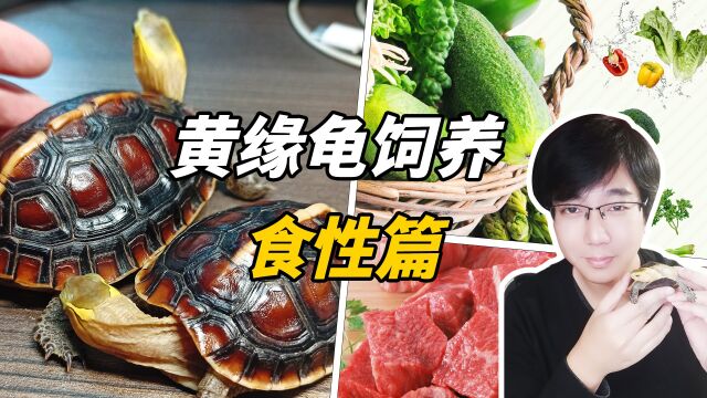 黄缘龟专题(二)饮食与习性,吃龟粮还是吃生鲜?