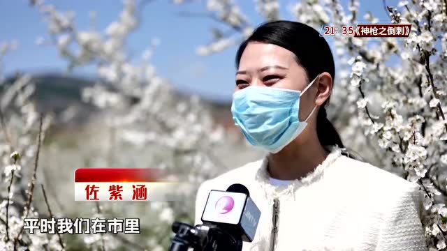 花开都市 云赏春天:万亩樱桃李花盛开 满目素色香百里