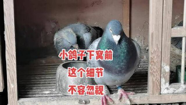 养鸽基础知识分享#谢谢大家一直以来对我的支持 #养鸽人