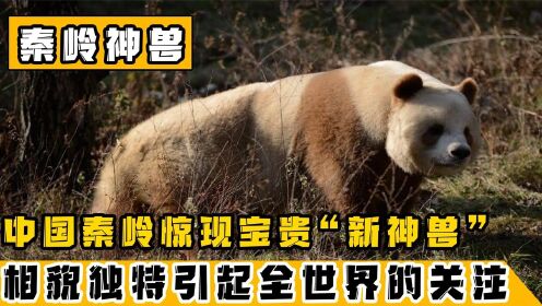 [图]大山深处发现新“神兽”！目前全世界仅此一只，比大熊猫还要珍贵