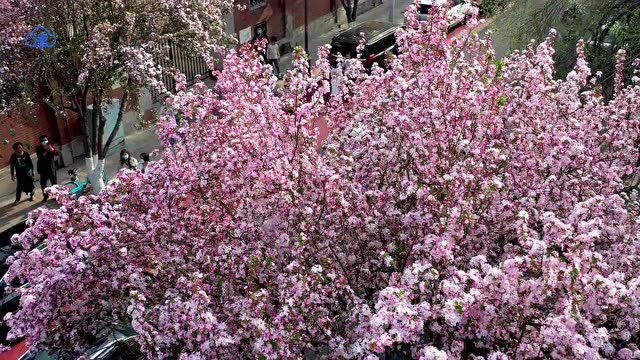 天津这个区海棠花路,正在放映!今年份的海棠~哗~开好了!带你静看动看转圈看!