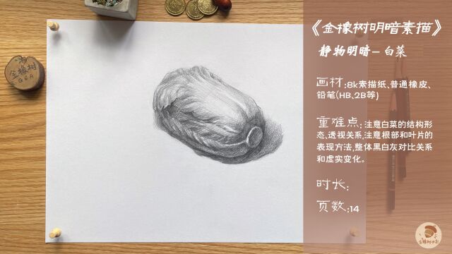 6.金橡树绘画静物明暗素描《白菜》