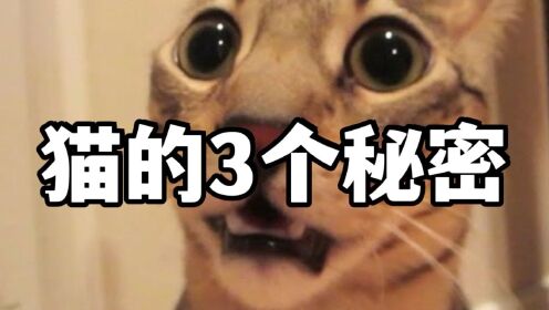 [图]猫的3个秘密：猫会哭？2个鼻子？听力不好？