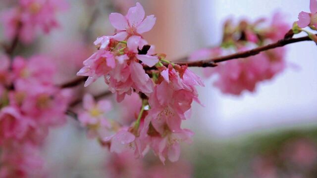 雨润瑞小樱花艳