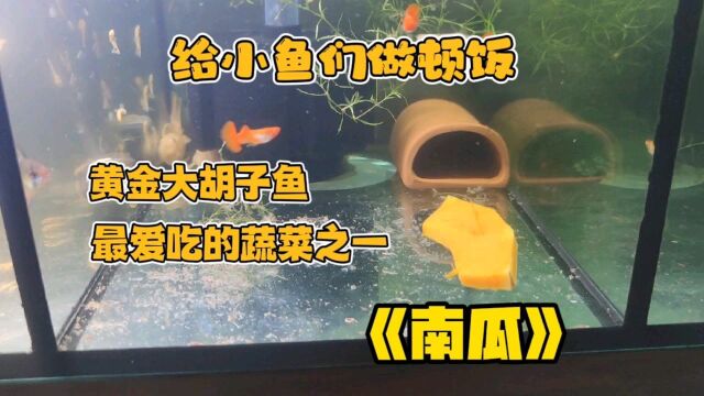 黄金大胡子鱼,给两百条鱼苗做顿饭,它们最爱吃的食物之一南瓜