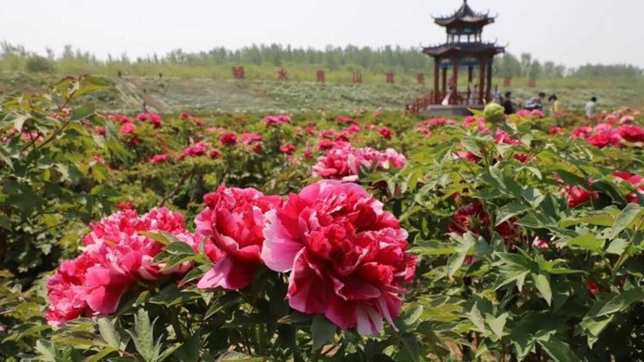 果然视频丨快来东阿县艾山风景区打卡牡丹花