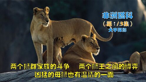 2个狮群家族的争斗，新老狮王的博弈，到底谁才是真正的霸主！