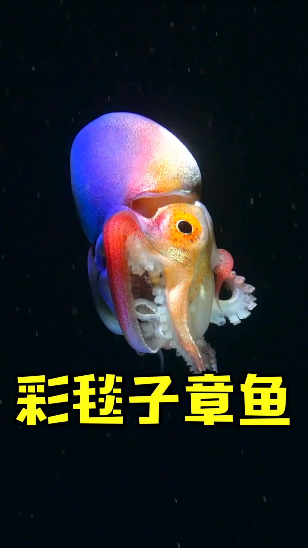 五彩毯子章魚