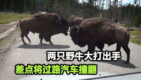 冲撞汽车，撞飞同伴，发了狂的北美野牛到底有多猛？