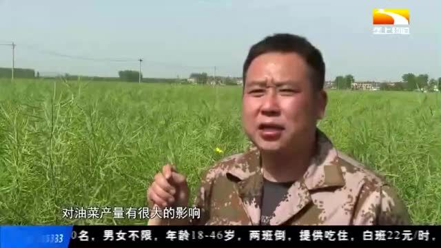 央视、湖北电视台等中省媒体关注襄阳宜城油菜长势喜人丰收在望