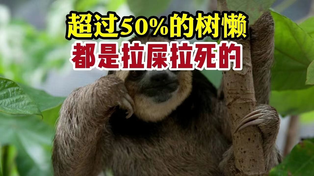 你肯定想象不到,超過50%的樹懶,都是拉屎拉死的