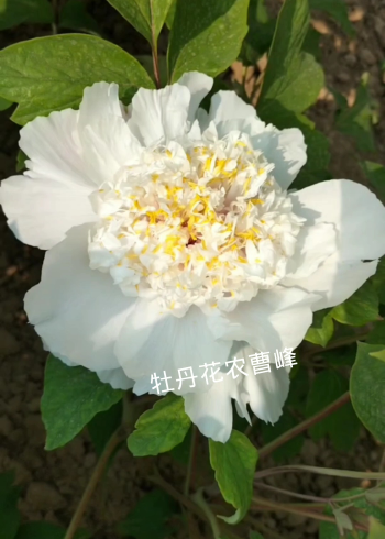 牡丹金星雪浪,这个牡丹花也挺美!