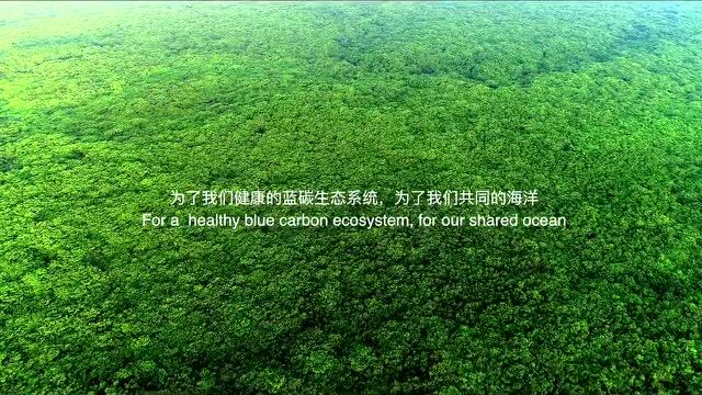 湛江和红树林的双向奔赴:从社区共管到社区共赢