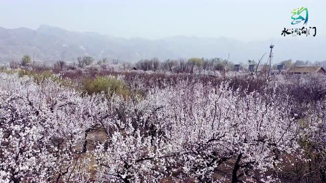 美图 | 杏花微雨 岁月留香