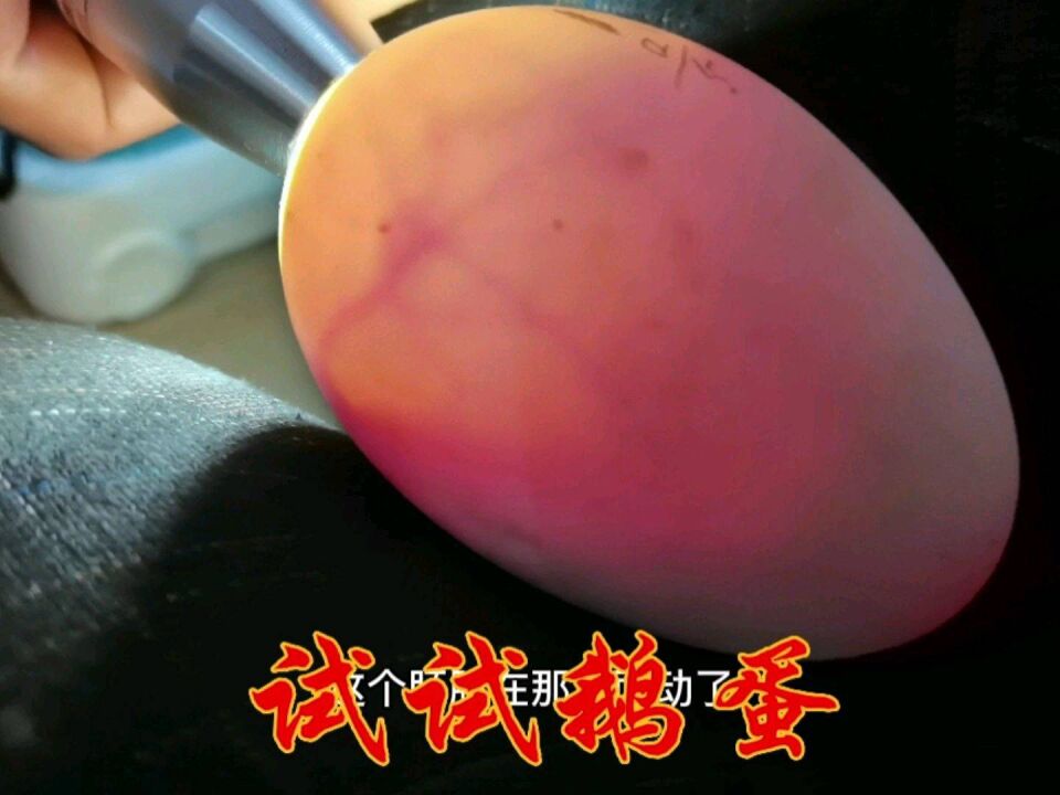 村民真会玩,又开始孵鹅蛋了,叫农村小伙帮他照蛋#农村生活 #养殖