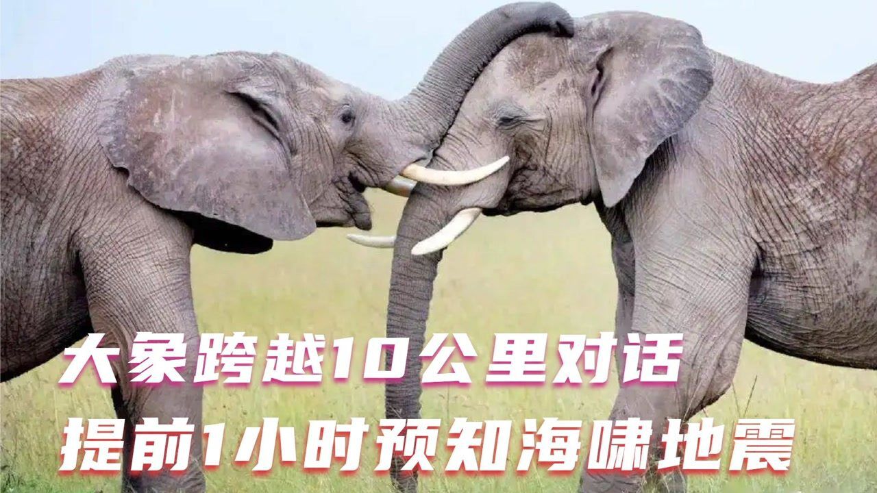 大象跨越10公里说悄悄话,预知海啸地震,人却听不见丝毫声音_高清1080p