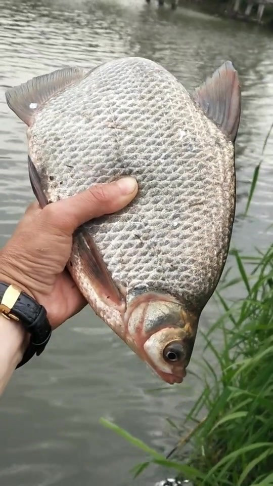 釣到大扁魚了,個頭很不錯