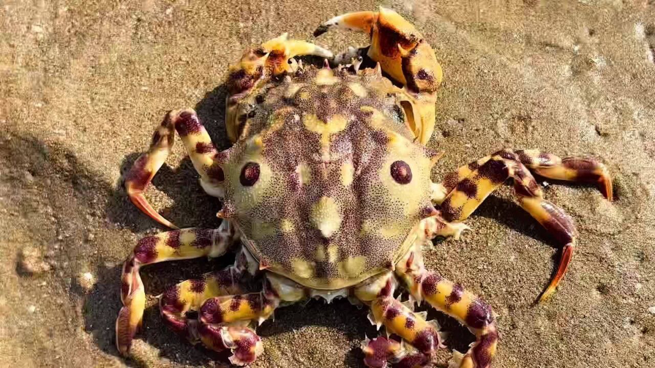 哈哈哈,豆浆真是我的开心果,做错事了还不承认,不过这只虎头蟹颜值