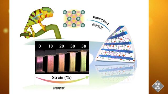 变色龙皮肤启发下的最新伸缩变色材料!大自然的科学指引!