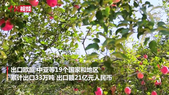 “直播间”搬进苹果流水线:买家屏幕前选大小检病害