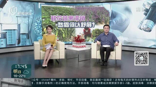 青浦练塘:30万株绣球花开正艳 花农为何愁容满面?