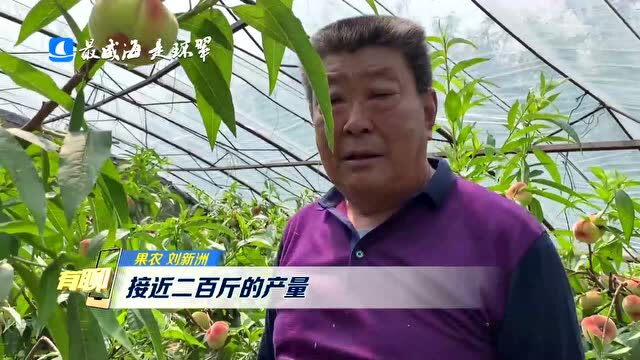 威海市环翠区:大棚蟠桃迎来了丰收季