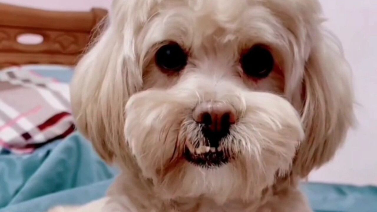 狗狗成精名场面