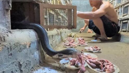 越南毒蛇村养蛇大户，带你看饲养眼镜蛇的过程，胆小者慎入！
