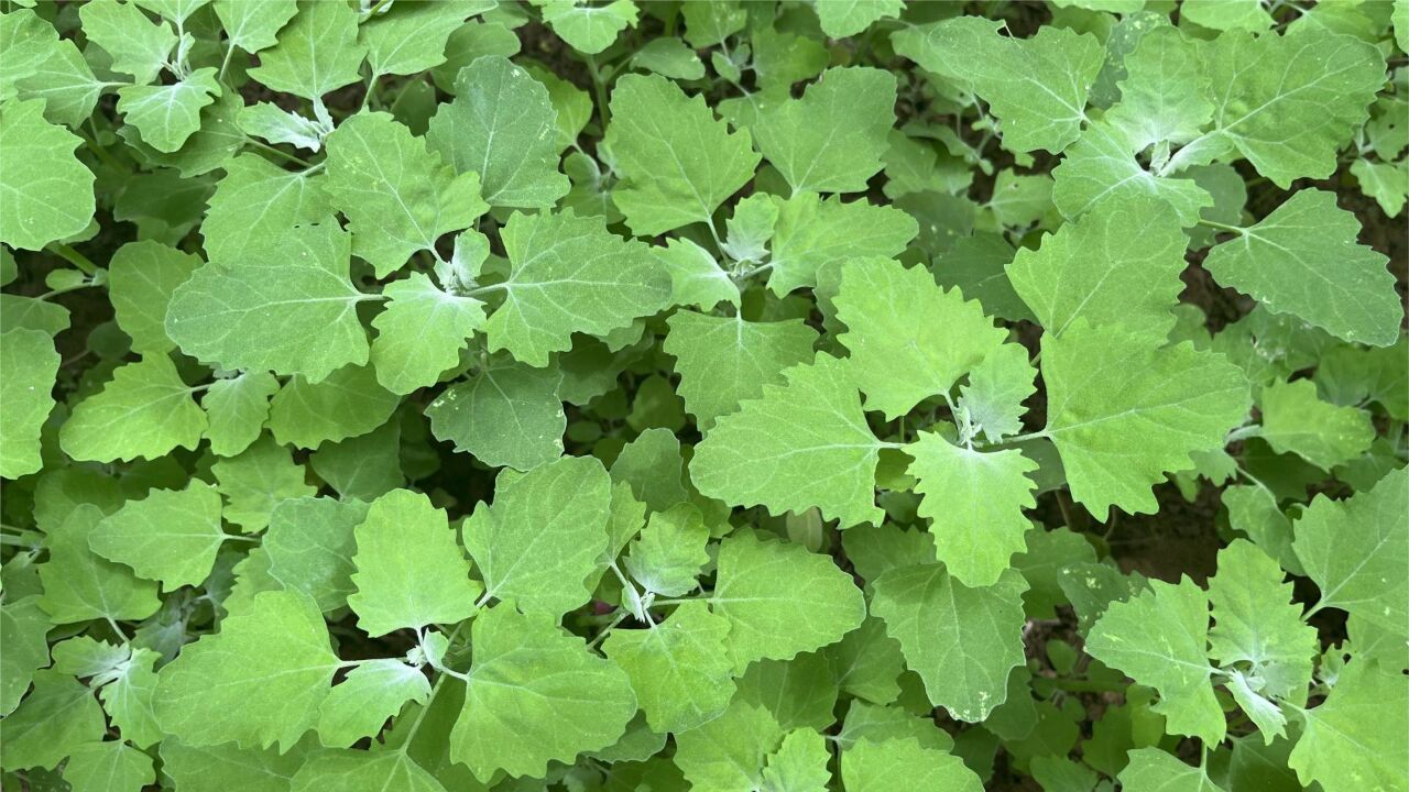 农村野菜灰灰菜,吃多了不能晒太阳,煮水的妙用厉害了,你知道吗?