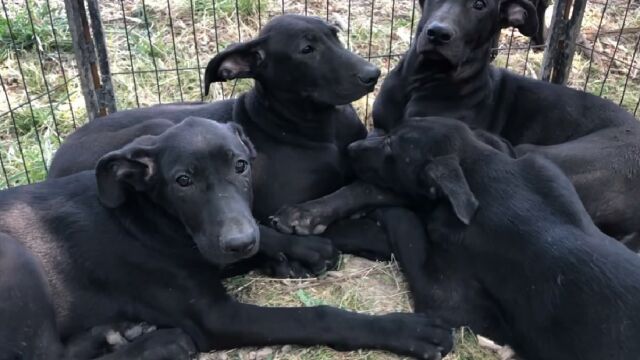 这窝黑狼犬特漂亮没一点杂毛,主人养得好3个月体型超大,来欣赏下