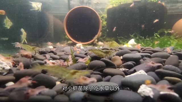 刚出生的鳌虾苗怎么养?和养鱼相比,鳌虾真的太简单了