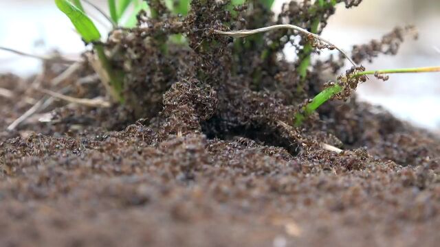 野生动物 植物