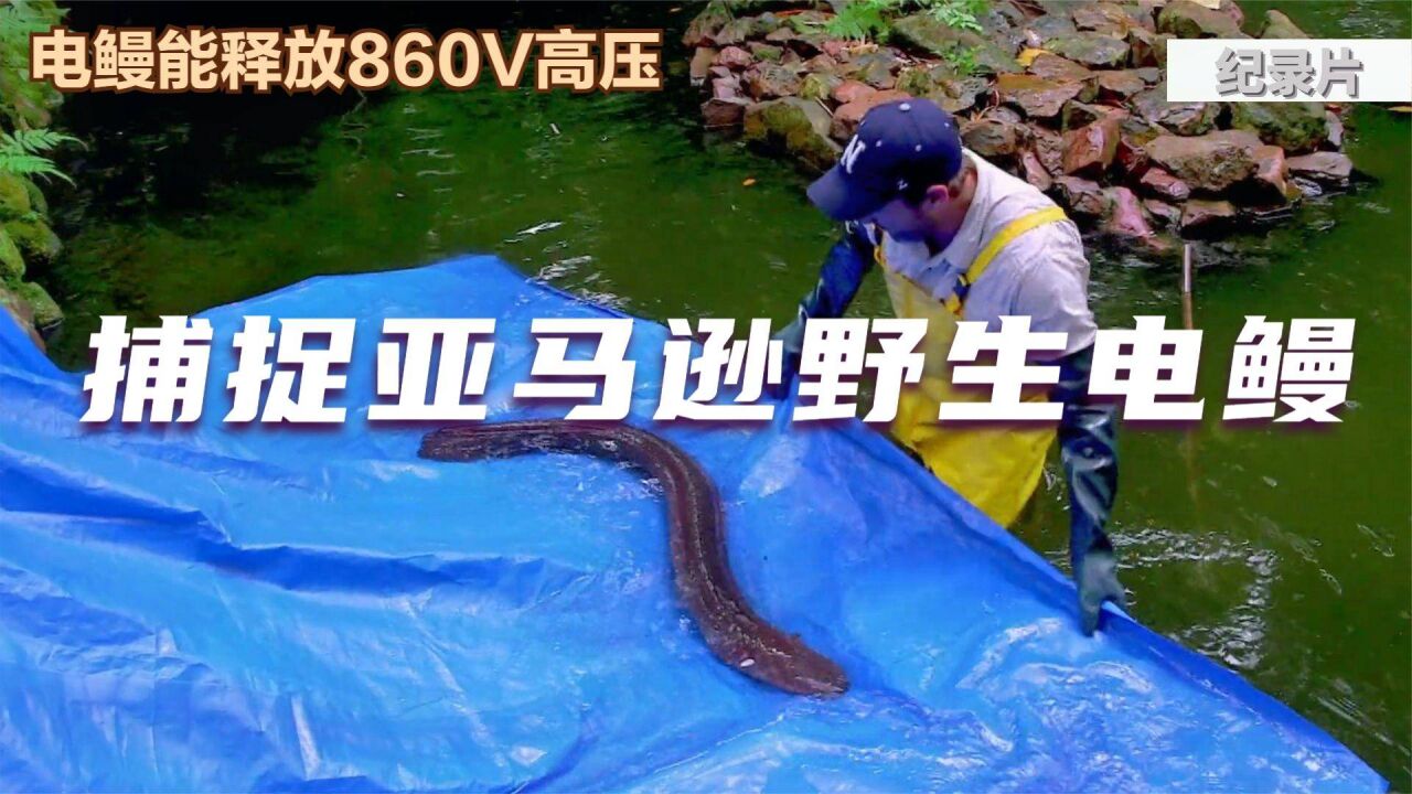 捕捉亚马逊野生电鳗:电鳗释放出860v高压,犹如一根"高压线"