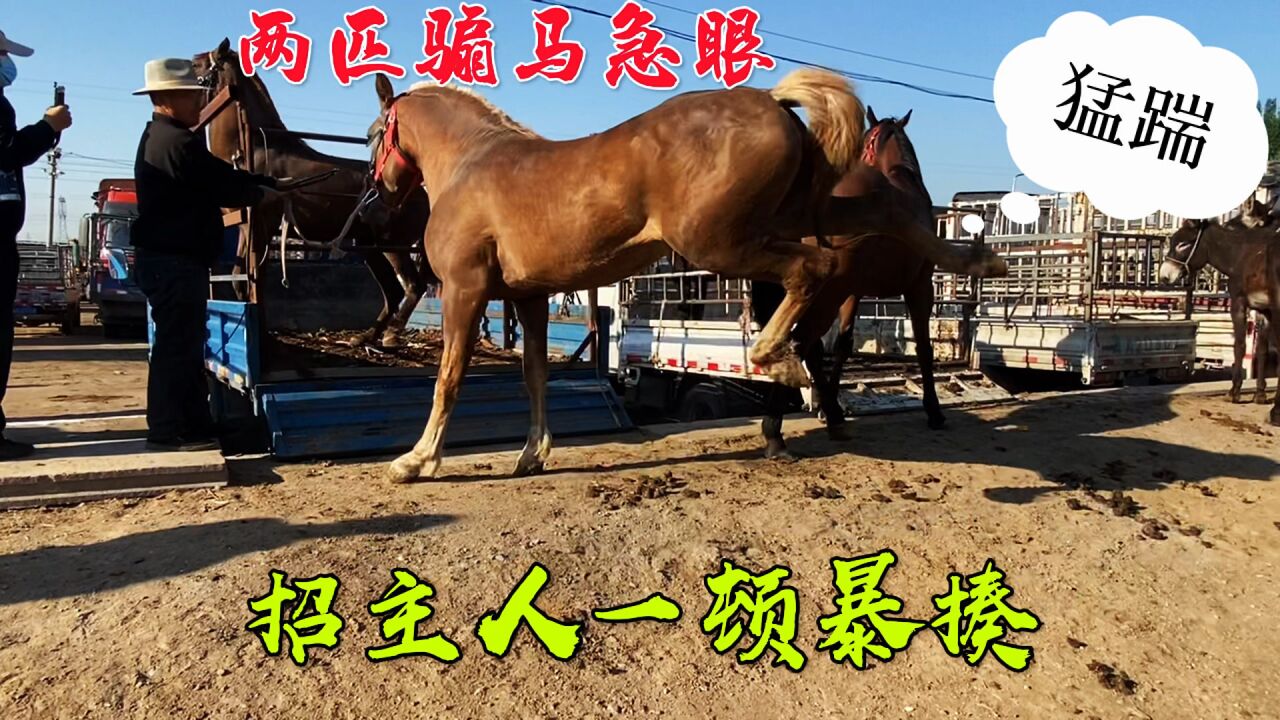 兩匹騸馬為了爭搶母馬互相急眼,狂踢猛踹鬧不停,抽幾鞭子老實了