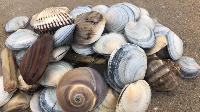 又到挖月亮贝的季节,小倪直接趴在沙滩,都是"掌心大"的月亮贝