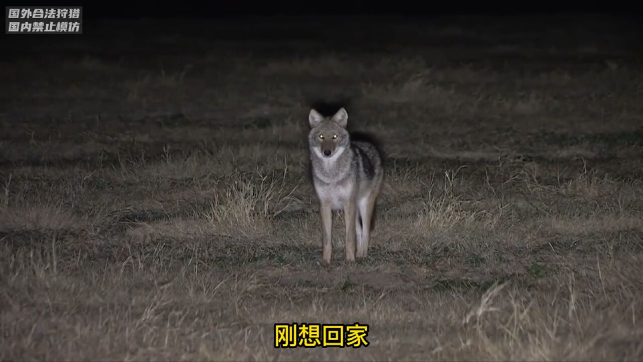 国外郊狼泛滥成灾,猎人一枪一个弹无虚发,临死前还朝天撒泡尿!