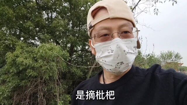 废弃的荒地,发现野生的枇杷,让人意外,不知味道如何