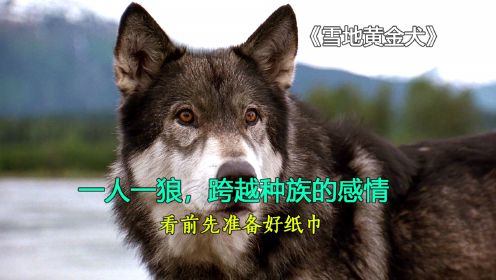 雪地黄金犬：一人一狼，跨域种族的感情。