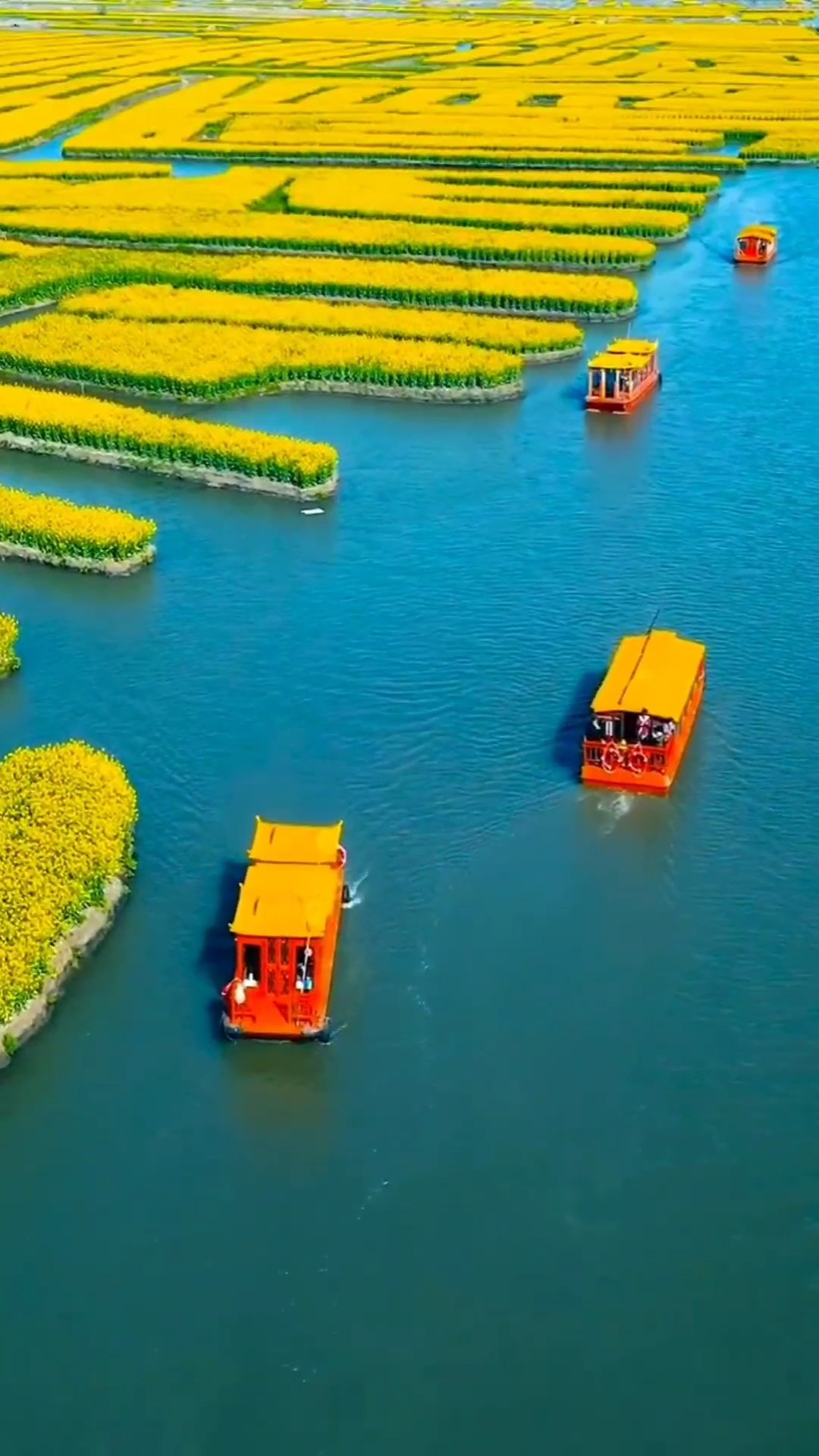 江苏水上油菜花田图片