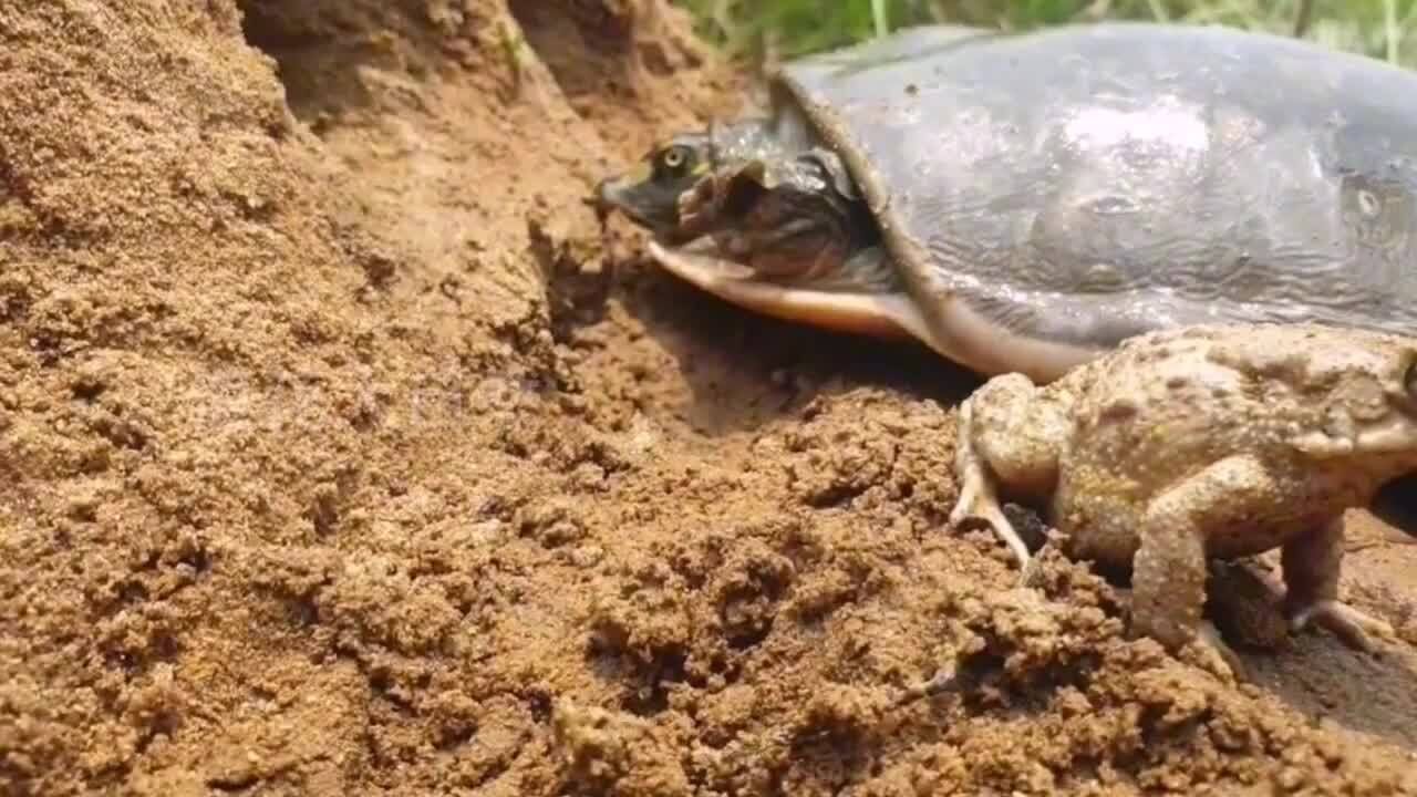 甲鱼捕食青蛙,咬嘴摩擦几下放生,青蛙很崩溃味太大了!