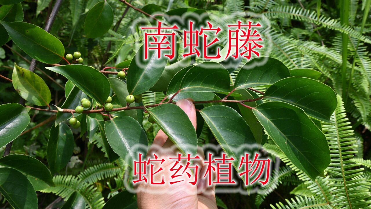 南蛇藤(南蛇藤泡酒的功效)