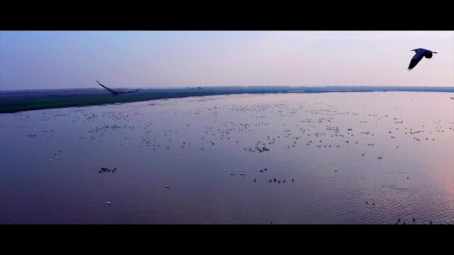 武汉蔡甸沉湖湿地,醉美沉湖