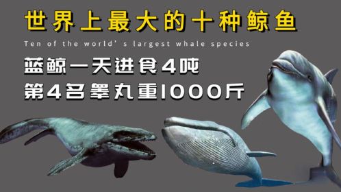 十大鲸鱼,最大体重超过200吨,堪比40头非洲象,不少都濒临灭绝